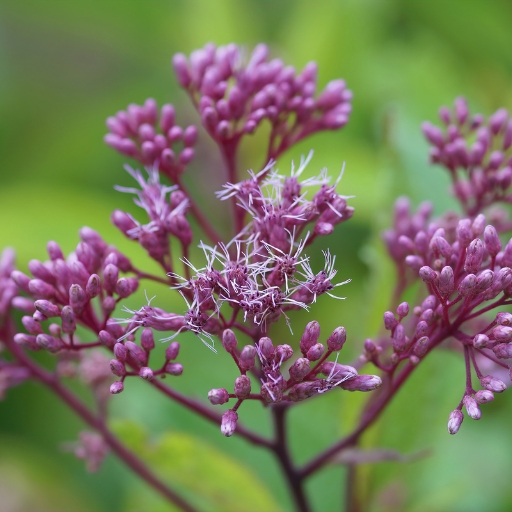 Eupatorium (Eupatorium purpureum – Joe-Pye Weed)