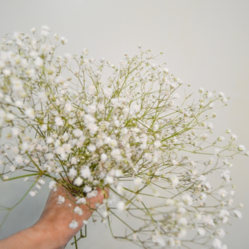 Gypsophila (Gypsophila paniculata – Baby’s Breath)