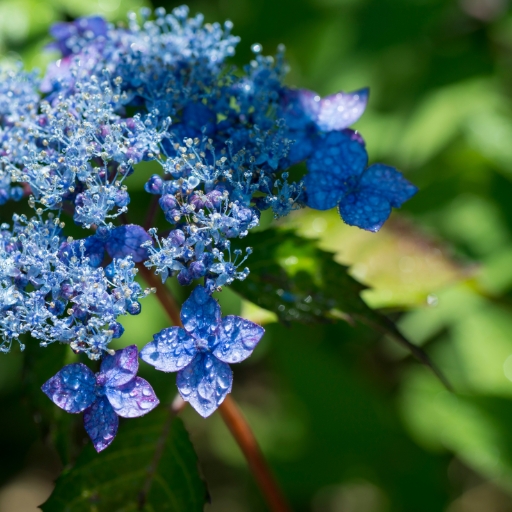 Lacecap Hydrangea (Hydrangea macrophylla normalis)