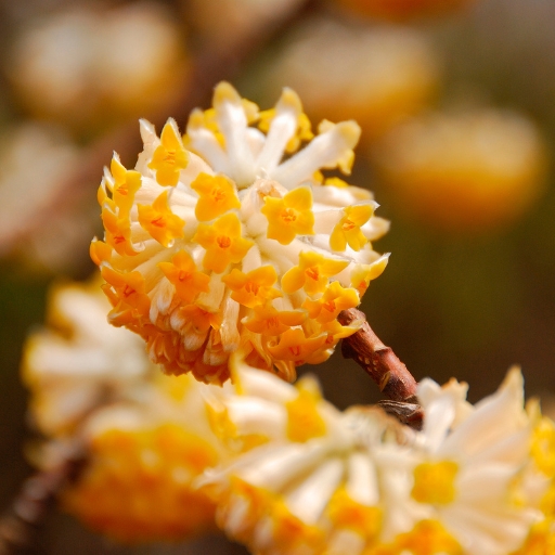 Paperbush (Edgeworthia chrysantha)