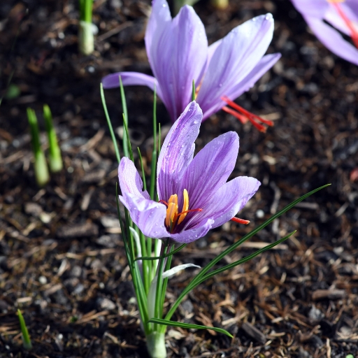 Saffron Crocus (Crocus sativus)