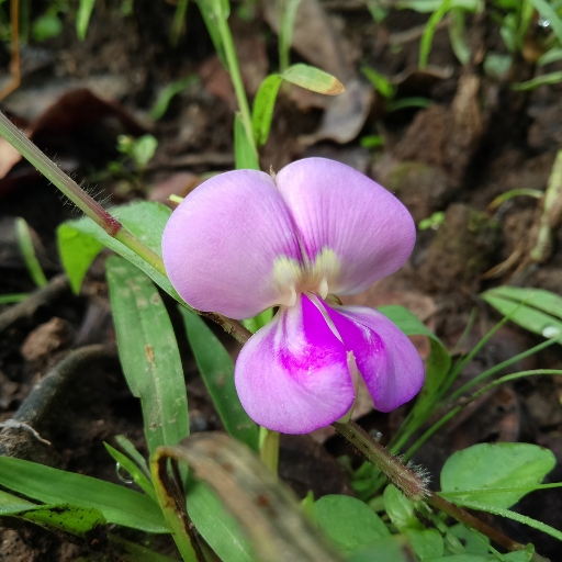 Vigna Flower (Vigna unguiculata – cowpea blossoms)