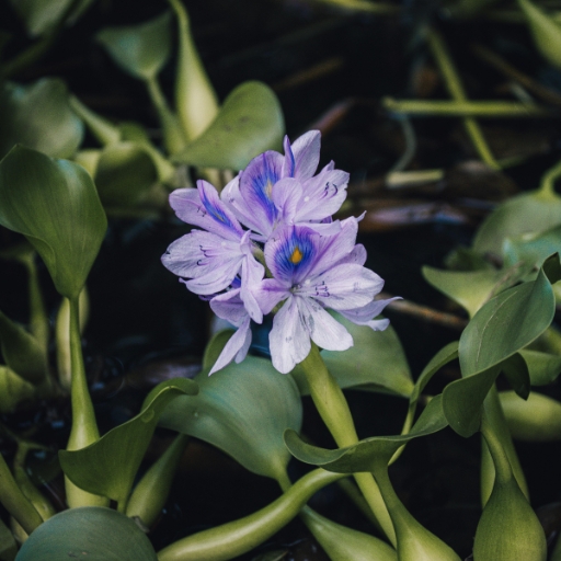 Water Hyacinth (Eichhornia crassipes)