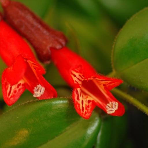 Aeschynanthus (Lipstick Plant)