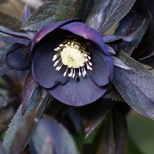 Black Hellebore