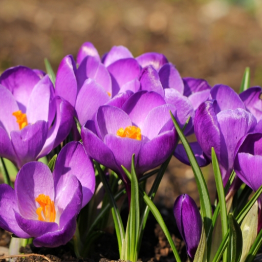 Crocus