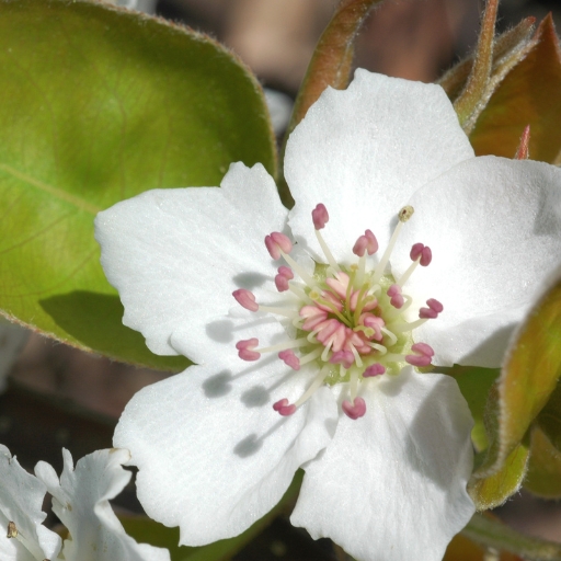 Pear Blossom (Pyrus spp.)
