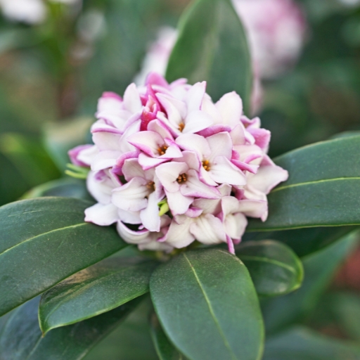 Daphne (Daphne spp. – fragrant shrubs)