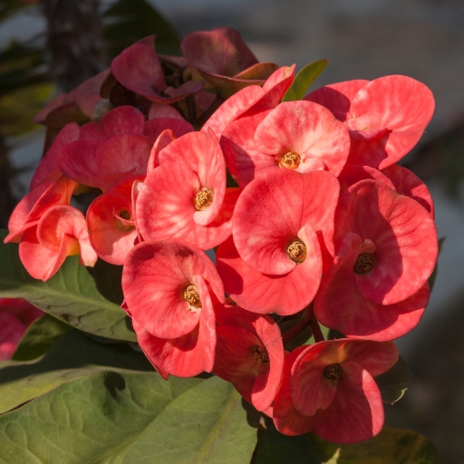 Euphorbia (Euphorbia milii – Crown of Thorns)