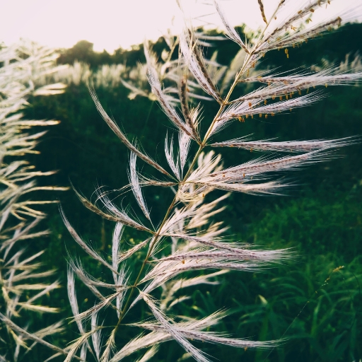 Lovegrass Flower (Eragrostis spp.)