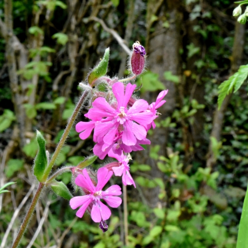 Silene (Silene dioica – Red Campion)