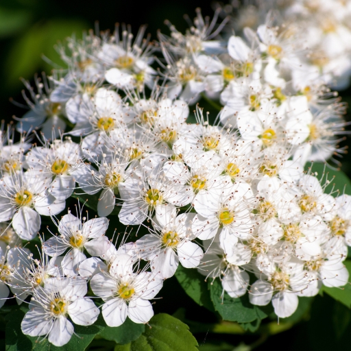 White Meadowsweet (Spiraea alba)