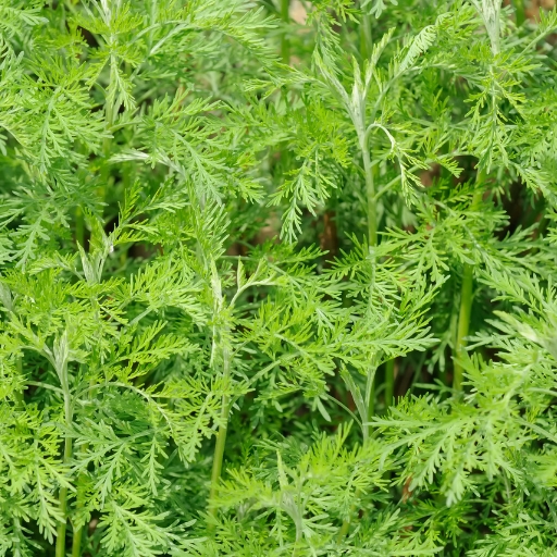 Abrotanum (Southernwood)