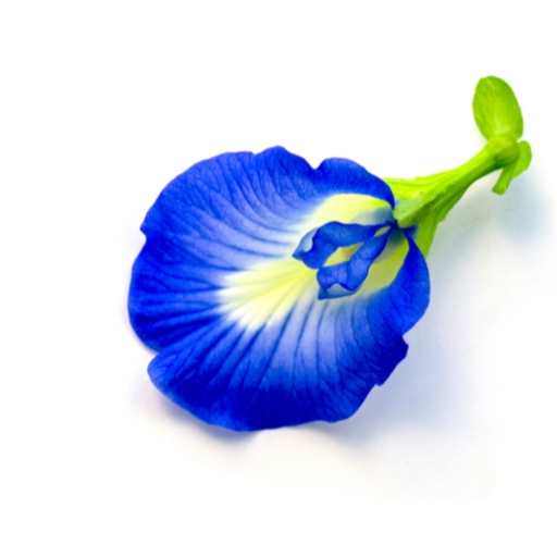 Bush Pea