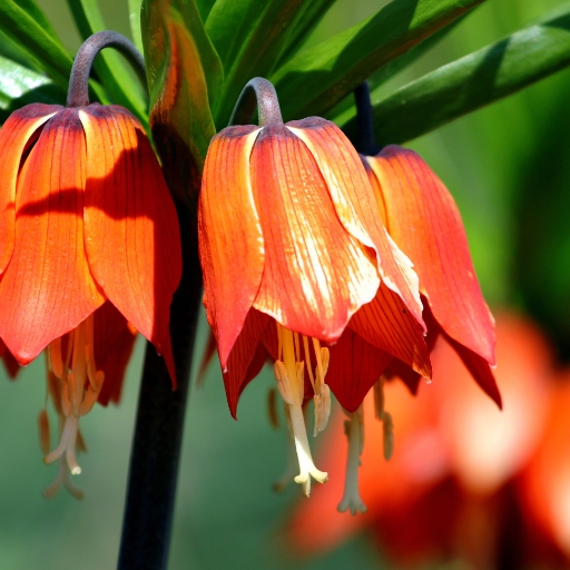 Crown Imperial (Fritillaria imperialis)