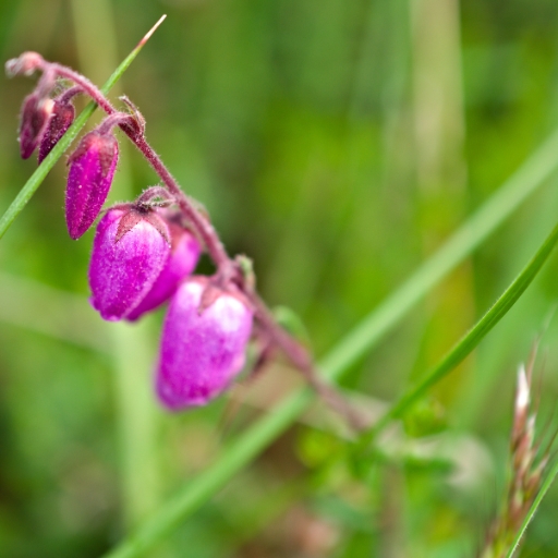 Daboecia (Daboecia cantabrica – Irish heath)