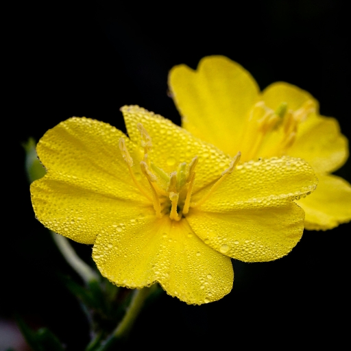 Evening Primrose (Oenothera biennis)