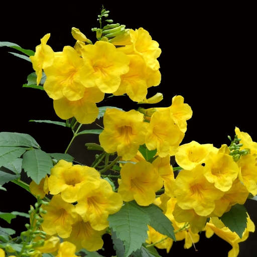 Gelsemium (Gelsemium sempervirens – Carolina Jessamine)