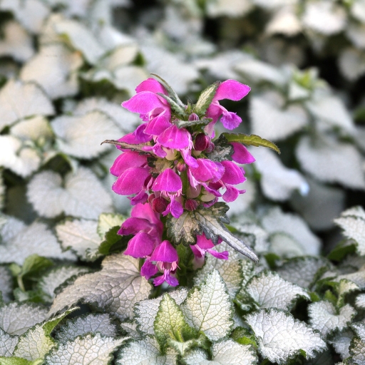 Lamium (Lamium maculatum – Deadnettle)