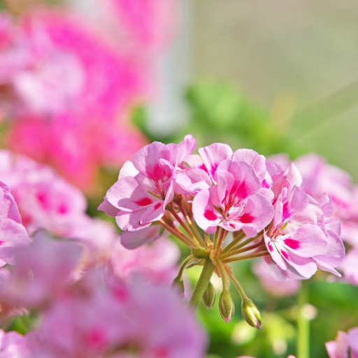 Pelargonium (Pelargonium zonale – often confused with Geranium)