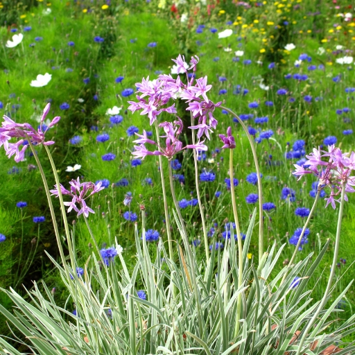 Tulbaghia (Tulbaghia violacea – Society Garlic)