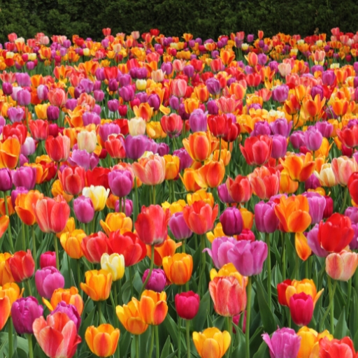 Vermeer Tulip (Tulipa ‘Vermeer’ – a cultivated variety)