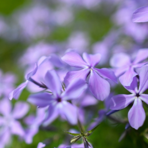 Wild Blue Phlox (Phlox divaricata)