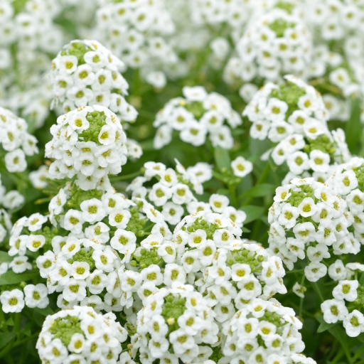 Alyssum