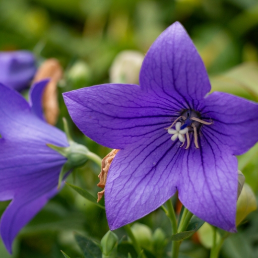 Balloon Flower
