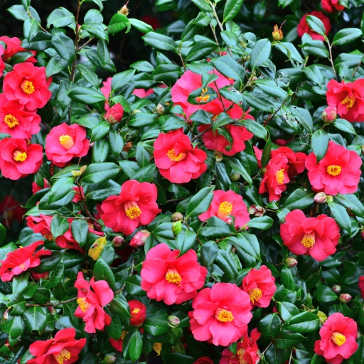 Camellia