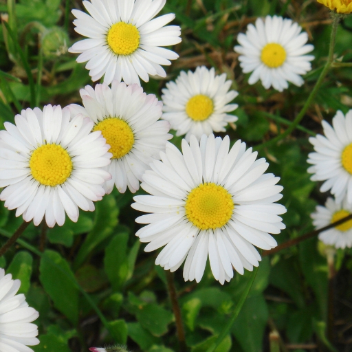 Daisy (Bellis perennis, Gerbera spp.)