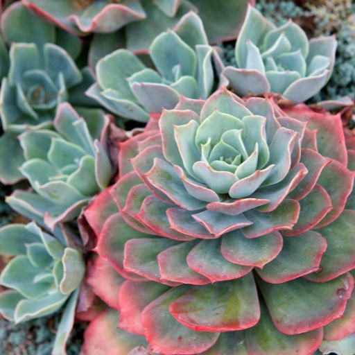 Echeveria (Echeveria spp. – flowering succulent)