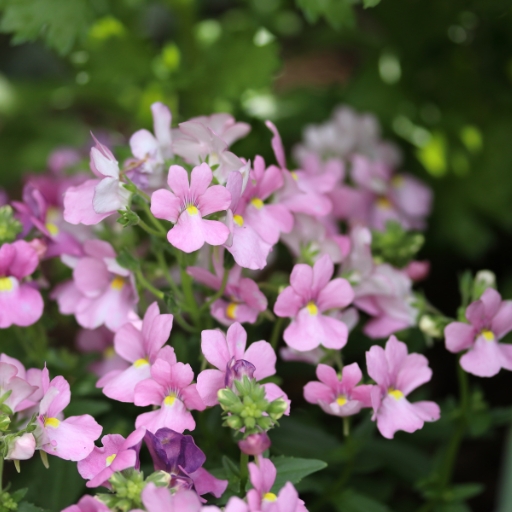 Nemesia (Nemesia strumosa)