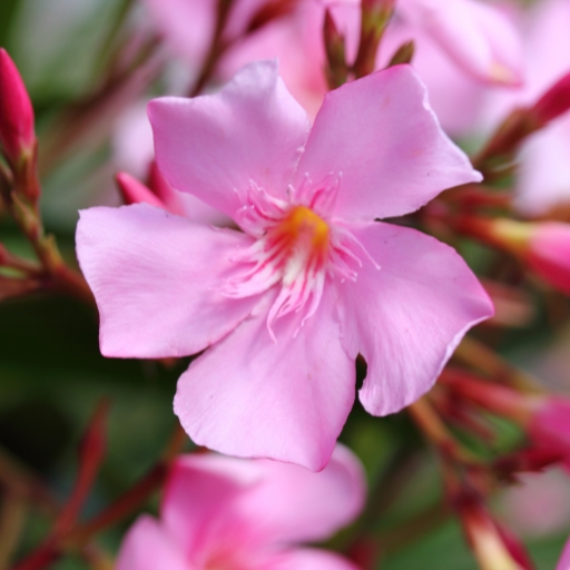 Oleander (Nerium oleander)