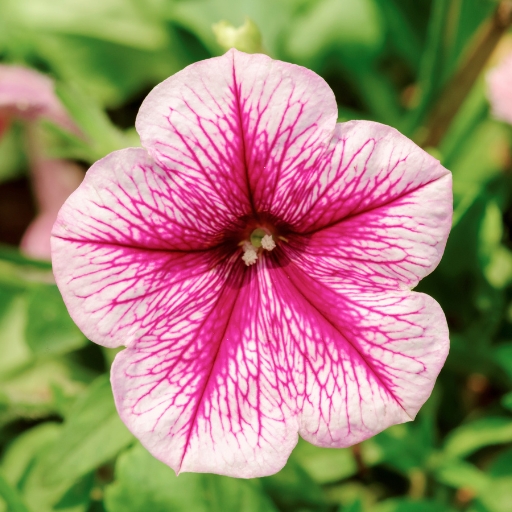 Petunia (Petunia × hybrida)