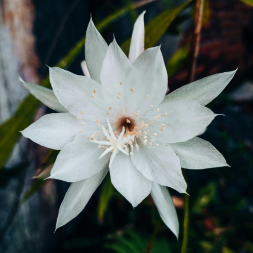 Queen of the Night (Epiphyllum oxypetalum)