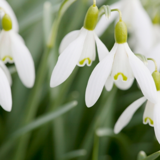 Snowdrop (Galanthus nivalis)