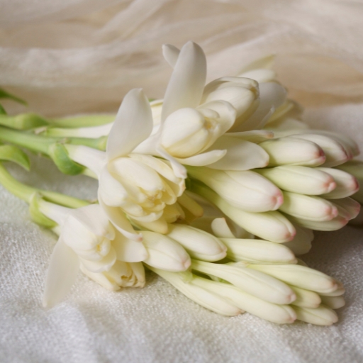 Tuberose (Polianthes tuberosa)