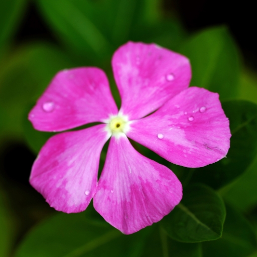 Vinca (Catharanthus roseus – Madagascar Periwinkle)