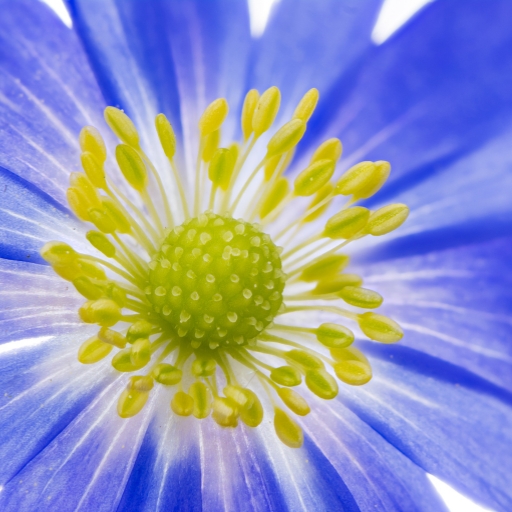 Windflower (Anemone blanda)