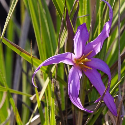 Xerophyta (Xerophyta retinervis – a drought-tolerant flowering plant)