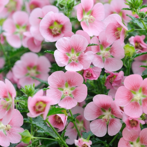 Anisodontea (Cape Mallow)
