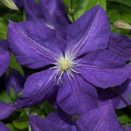 Bush Violet (Browallia)