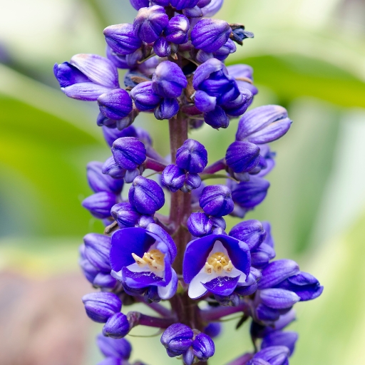Dichorisandra (Blue Ginger) (Dichorisandra thyrsiflora)