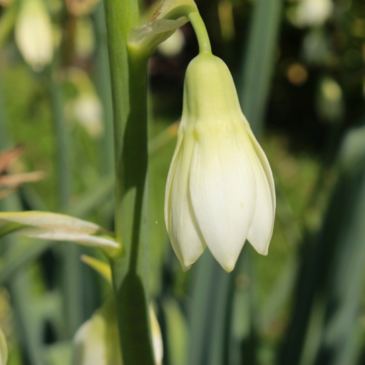 Galtonia (Galtonia candicans – Summer Hyacinth)
