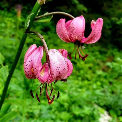 Lilium martagon (Turk's Cap Lily)
