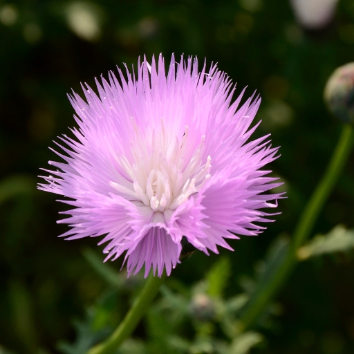 Sweet Sultan (Centaurea moschata)