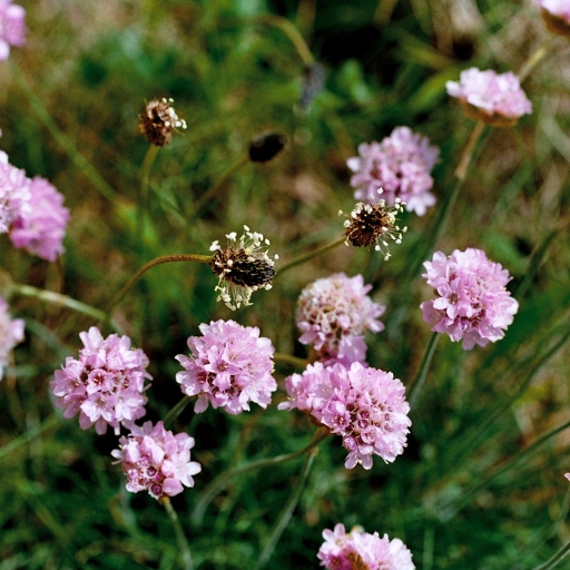 Thrift (Armeria maritima – also known as Sea Pink)