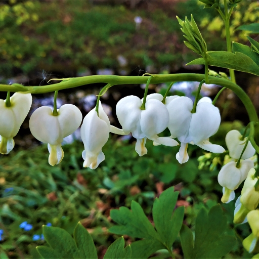 White Bleeding Heart (Dicentra spectabilis ‘Alba’)