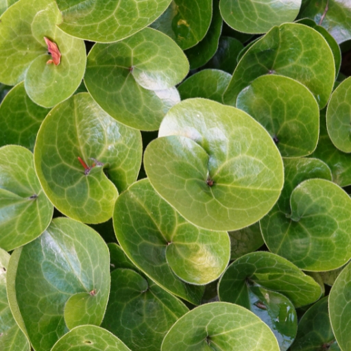 Asarum (Wild Ginger)